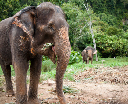 Elephant Trekking in Ao Nang Thailand